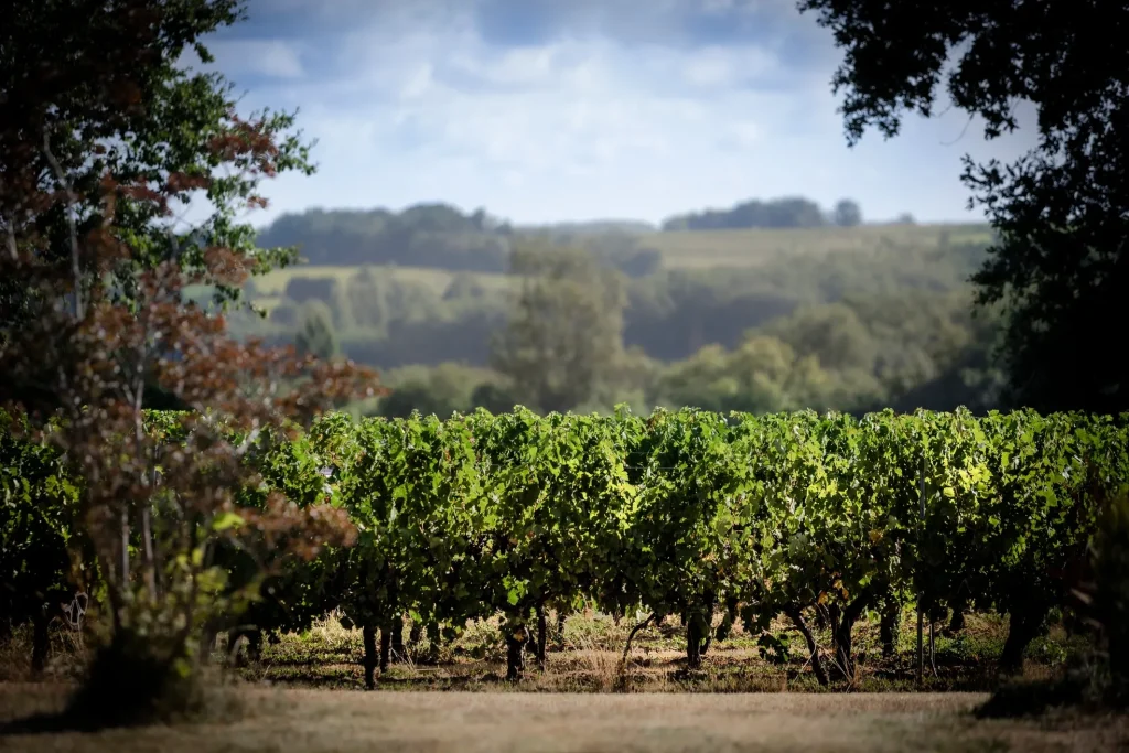 Rolling hills across the vineyard - wedding venue France